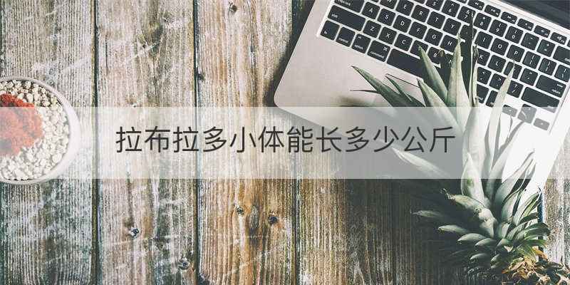 拉布拉多小体能长多少公斤