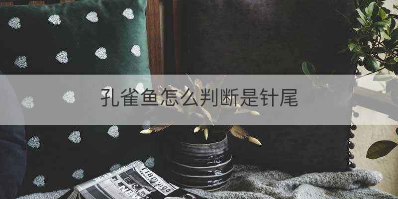 孔雀鱼怎么判断是针尾